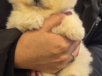 pamuk dişi erkek pomeranian