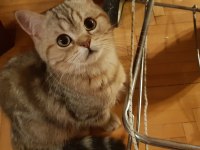 British Shorthair Oğlumuz LOKI İçin Acil Yuva