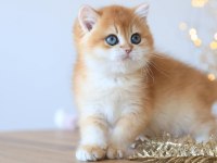 Manken gibi Golden British Shorthair 