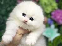 Güzel Yüz British Shorthair Yavrularım