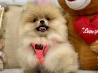 Tam bir ayı surat pomeranian güzelliğim