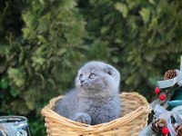 SCOTTISH FOLD YAVRULARIM 