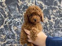 Toy Poodle Yavrularım Orijinal