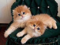 Neslinin En İyisi Golden Ny12 Longhair British Yavrular