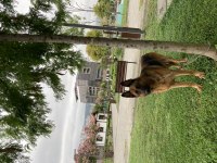 ALMAN ÇOBAN KÖPEĞİ