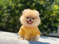 Pomeranian Boo safkan ayı surat bebeklerim