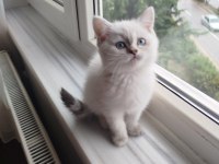 British Shorthair Dişi Uyguna