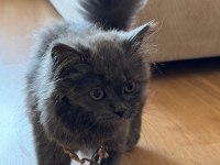 Yavru British Shorthair bakır göz