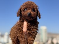 Ruhsatlı çifrlikden ırk ve sağlık garantili toy poodle
