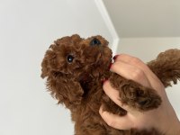 DÜNYANIN EN AKILLI IRKI POODLE EVİNE GİTMEYE HAZIRLAR