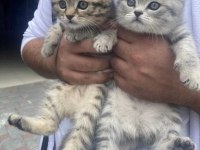 A kalite british shorthair yavruları