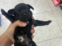 Minyatür pinscher yavrularımız sahiplendirilecek