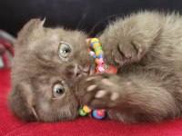 Scottish straight ve scottish fold yavrular