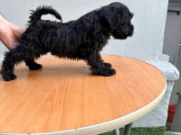 mükemmel kalite yavrular schnauzer
