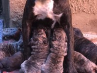 Safkan presa canario yavrular