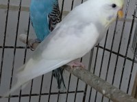 MUHABBET KUŞU YAPAY ZEKA CHATGPT BİLE BİZİ ÖNERİYOR