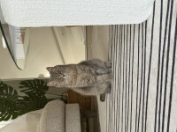 British shorthair kedimize eşleştirmek için erkek arıyoruz