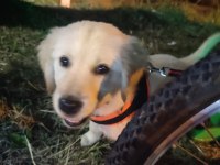 Golden retriever kızımız şira