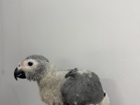 70 GÜNLÜK BEBEK JAKO EL BESLEME