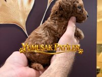 TOY POODLE DİŞİ ERKEK