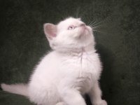 20 Mart Doğumlu British Shorthair