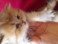 British longhair golden longhair dişi yavru