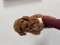 TOY POODLE KÖPEĞİMİZ
