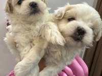 Maltipoo yavrum 55 günlük