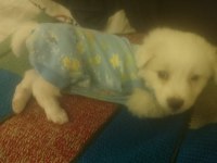 Maltese terrier 2 aylık