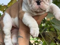 BULLDOG IRKININ EN İYİ DETAYLARI