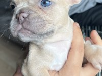 Platinum blue dişi french bulldog