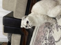 Dişi Scottish Fold