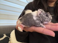 Safkan Coronet Guinea Pig