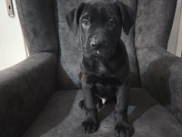 Cane Corso Bebekler Teslime Hazır