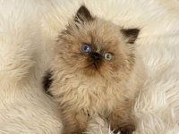 İRAN HİMALAYAN (Odd Eyes)