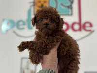 Ankarada boy ve kg ram garantili toy poodle lar