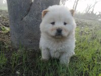 Chow Chow yavrularımız aşılı kimlikli teslim