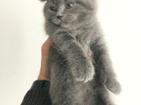 2 Aylık Gri British Shorthair