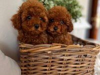 RED BROWN MİNYATÜR TOY POODLE YAVRULAR