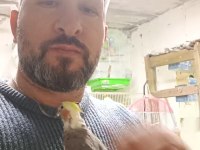 Sultan papağanı bebekler