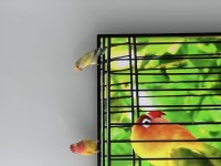 2 adet cennet papağanı