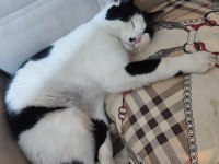 3 yaşında kısır erkek kedimiz