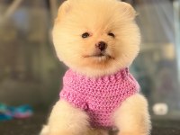 TATLI POMERANİAN BOO YAVRU