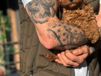 Teddy Face Poodle Yavrularımız