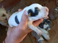 ANNE BABA KÜÇÜK IRK FİNO KÖPEĞİ YAVRULARI