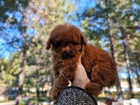 Türkiye'nin en büyük Toy Poodle çiftliğinden