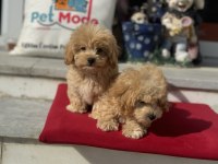 Aşılı pasaportlu maltipoo yavrularmız
