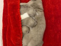 30 günlük scottish fold yavrular sütten kesilince