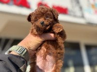 Petmode köpek çiftliğinden tiny kore poodle