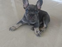 FRENCH BULLDOG YAVRULAR